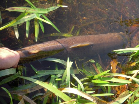 - Goodbye my love... :-)