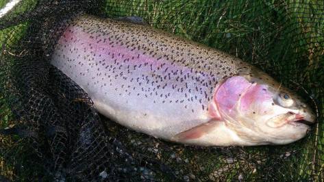 - Velproportioneret, smukt farvet og fuldfinnet regnbue