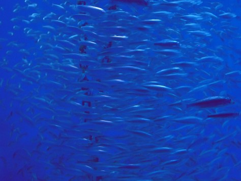 - Et interessant men også overraskende kort besøg på "Den Blå Planet"