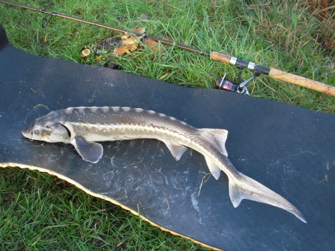 - I må nøjes med en tidligere Herningstør i samme kaliber (Arkivfoto, ULFISK.com)