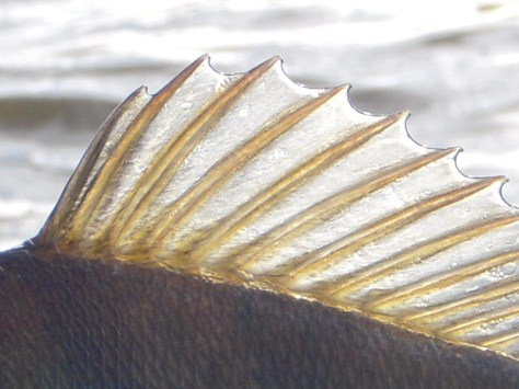 - Fedt vejr, glubske gedder og aggressive aborrer = super søndag