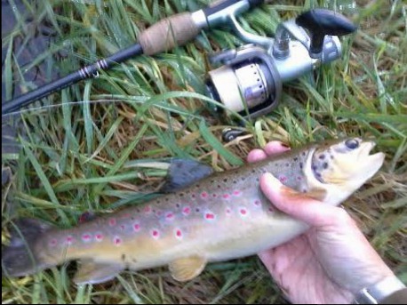 - Hmmm - fisk under 40 cm er lidt nitte-agtigt i en ørredsø... :-(