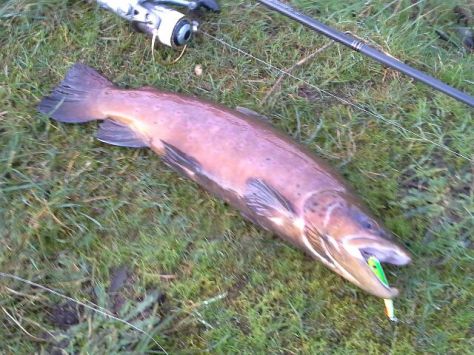 - Turens bedste fisk: En voldsomt farvet bækørred-herre