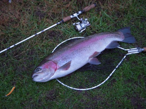 - Dagens anden fisk blev en stor og fuldfinnet regnbue på halvfjerds centimeter 