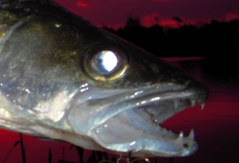 - Denne gustne og tandbesatte fætter sagde godmorgen...