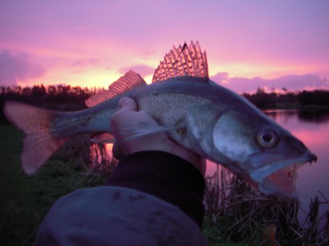 - Sandarten i al sin pragt. Ser sgu heftig ud når alle "sejl" er sat :-) 