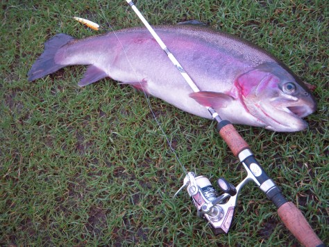 - Absolut en af de kønne! (66 cm / 3270 gram)