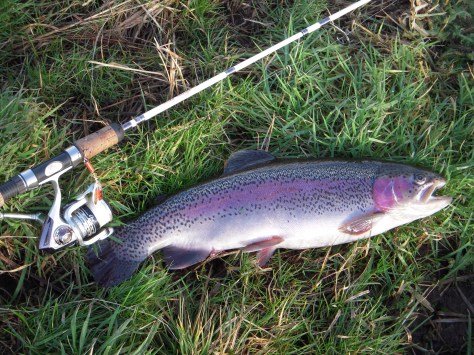 - Fuldfinnet, vinterfrisk og toptunet halvmetersfisk. Fuldfinnet og toptunet