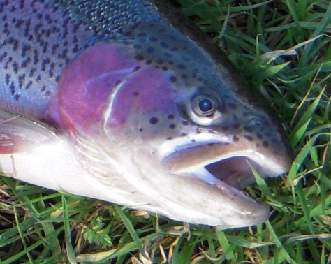 - Dejlig vinterørred