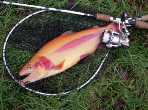 - Heldigvis er U.L.-fiskeriet blevet "dagligdag" :-)