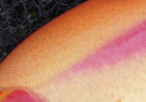 - Flanker med en farvepalette domineret af "Shiny pastel". Nice :-)