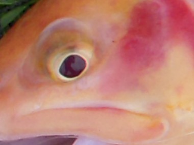 - ULFISK.com ønsker god læselyst... :-)