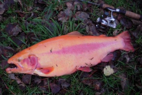 - Dagens korte "raid" gav denne brutale "kampvogn" på 3,7 kilo!