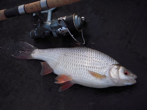 - Jeg nikkede ganske tilfreds, da størene sendte en skalle min vej.... (Ny P.R. oven i købet)