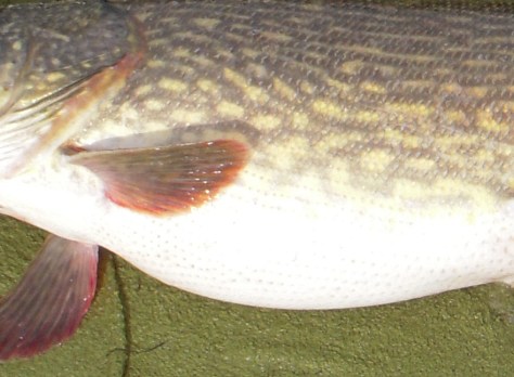 - En sammenkrøllet UL-stang. En heftig fight. En tyyyyyk mave.