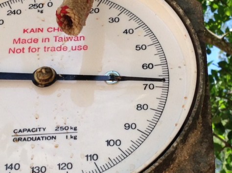 - Vægtnålen faldt først til ro lige inden 70-kilos mærket. Viiiildt!