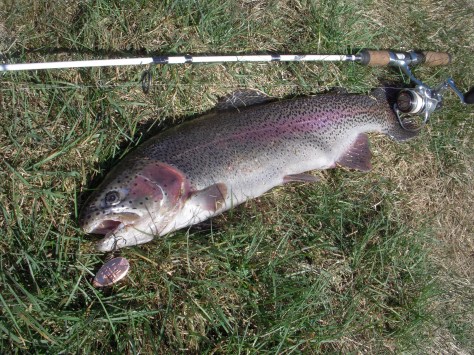 - Hele 60 centimeter lang men kun knap to kilo tung. - Eksempel på mistrivsel!.