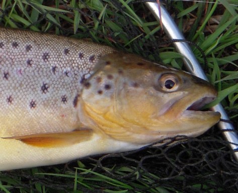 - Uuuuuh - jeg bliver bare aldrig træt af at glo på bækkere :-)