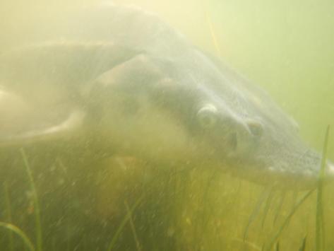 - Forrygende ubåd-style-billede taget af min gode ven Jari 