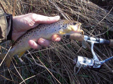 - Dejlig lille sniger-gevinst, taget på en lille sølvfarvet Meppsspinner 