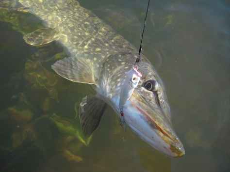 - Høj sol og klart vand gjorde fiskeriet maksimalt visuelt i dag