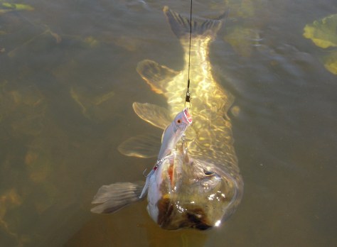- Den bette hvide fik flyttet et par gode