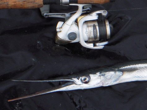 - Den spinkle men stærke "trut"mundede fisk fik motineret den gamle Stradic