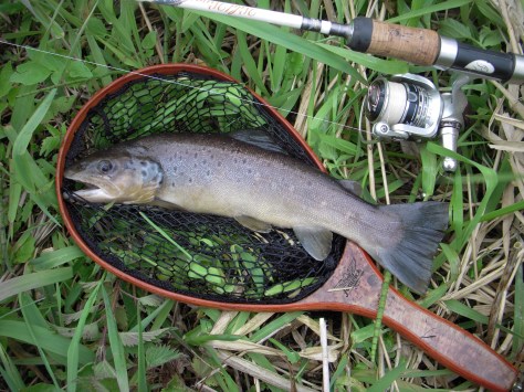 - En grå og farveløs bækørred understregede fint dagens lorte-vejr... 