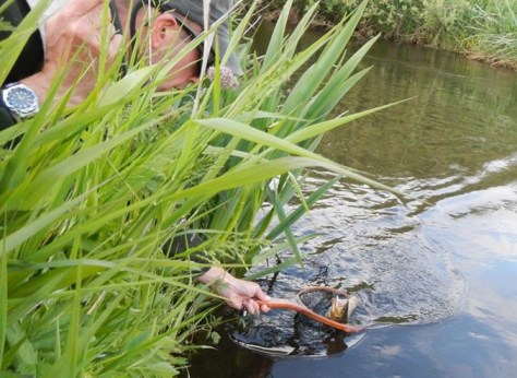 - Lækker fisk landes efter et majflueoverfald :-)
