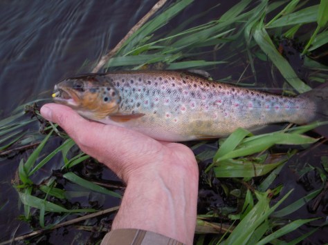 - En smuk tykmavset bækørred på lige godt målet. Dejligt!