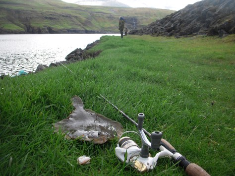 - Fra den vilde fladfiskedag, med en velsmagende rødspætte i forgrunden 