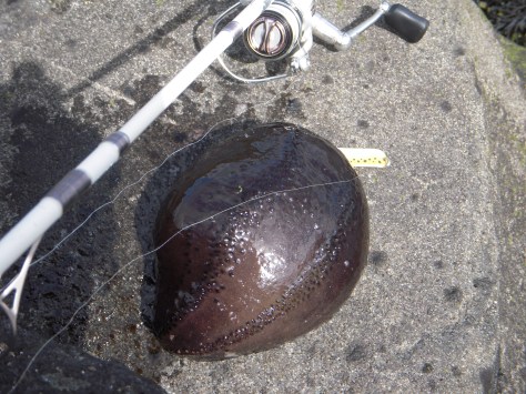 Cucumaria Søpølse: 25cm