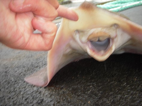 - Happy-face-rokke :-) :-) :-)