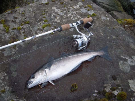 - Denne heftigt fightende Sej måtte også en tur på land efter et Zeppo-angreb