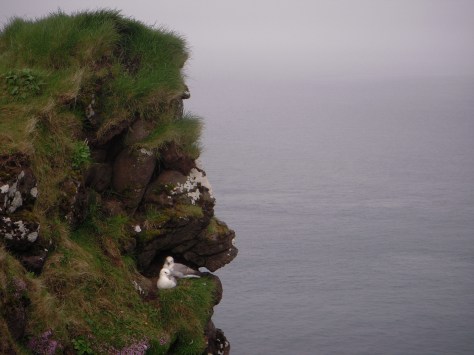 - Mågehygge på det 200 meter høje fuglefjeld