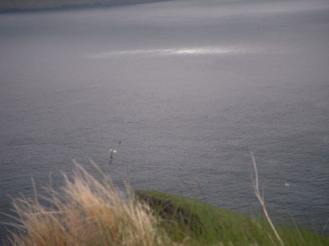 - Jep,- de to brune prikker på tangen er to får...