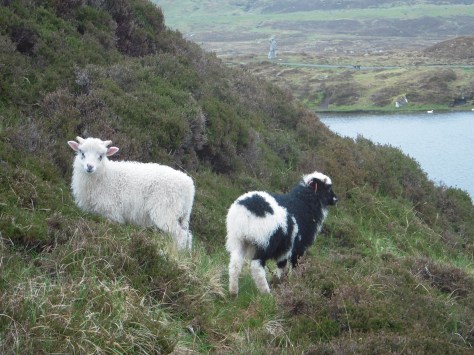 - Får, får og atter får... cirka 70.000 stk!