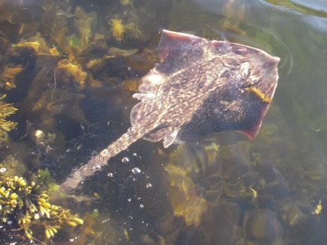 - Her flyver/svømmer den første rokke retur mod havbunden