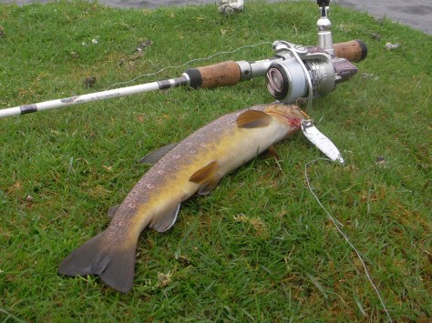 Bækørred, Sø: 32,0cm