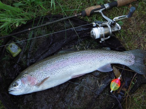 - Der var desværre langt hurtigere - og meget sultne - fisk, som kunne lide dej...
