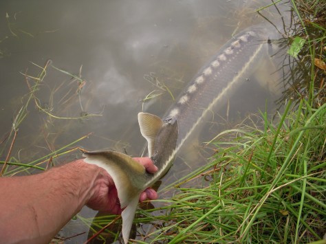 - Lynreturnering af diamant med skarpt optrukne kontrastfarver