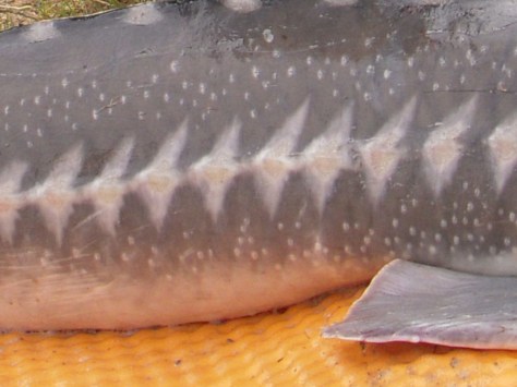 - Bildsøe dukkede pludseligt op på DR1 i bedste sendetid... :-)