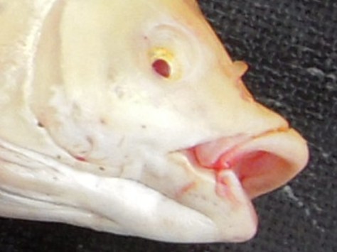 - Røde øjne, bleggul krop og trutmund. - Hmmm - så'n eén har jeg ikke fanget før...