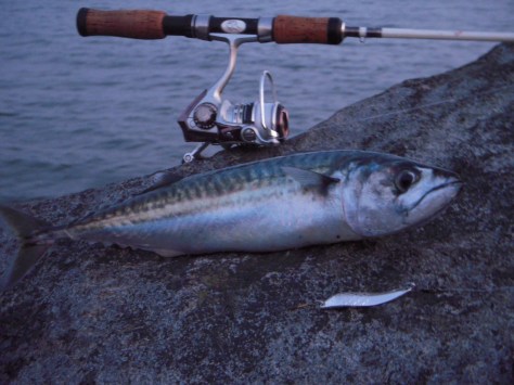 - En lækker minitun, klaskede på Zeppo'en for nylig :-)