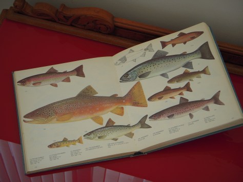 - Smukke billeder er der masser af. Høj kvalitet!!