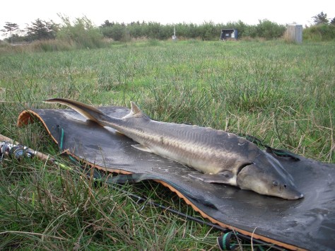 - 112 cm og cirka 8,5 kilo. (Anslået vægt). Herlig Diamant, og fedt med en ny PR.