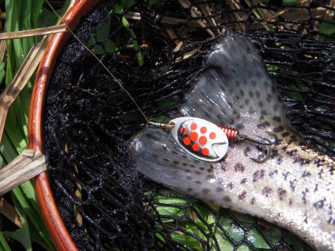 - Ikke overraskende var det en Fast Attack-spinner som gav fisk...