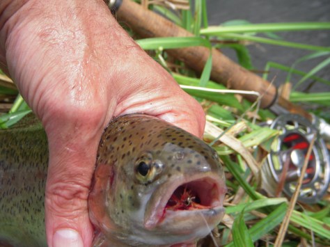 - "Sluuurp" sagde både bæk- og regnbuer.....
