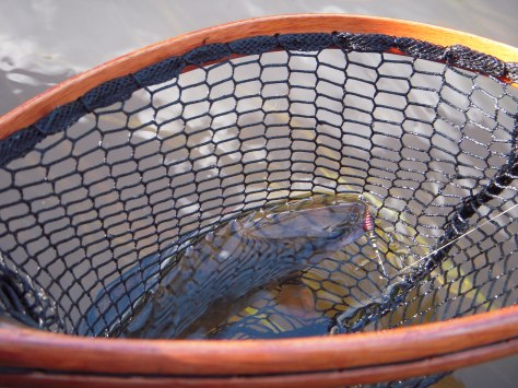 - En fin bækørred fik styr på UL-trangen... :-)