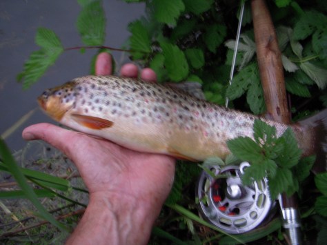 - En af de smukke rødprikkede (lidt et æv-billede desvære)